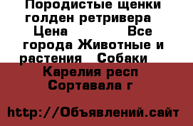 Породистые щенки голден ретривера › Цена ­ 25 000 - Все города Животные и растения » Собаки   . Карелия респ.,Сортавала г.